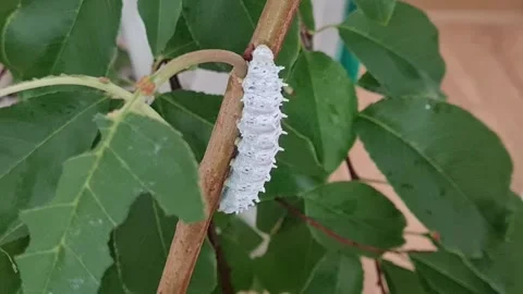 Close up ricini caterpillar climbing a cherry tree branch. Stock Footage 250151145