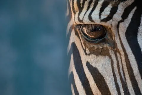 Close-up of right eye of Grevy zebra Stock Photos