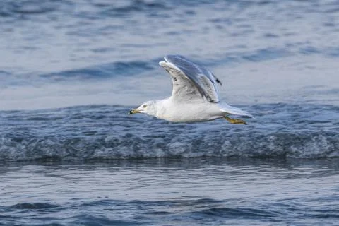 Close up of Ring-billed Gull flying over sea water by the beach Stock Photos