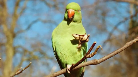 Close-up of a Ring neck Parakeet 스톡 동영상 149619992