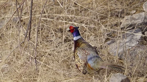 Close up of a Ring-necked pheasant in the brush in the Utah wilderness Stock Footage 327629601