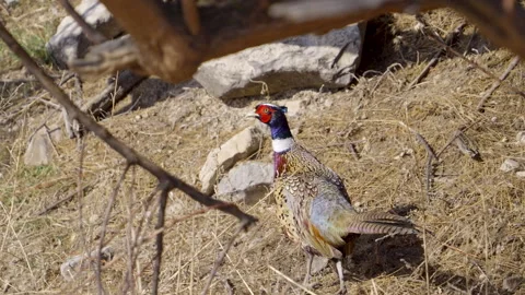 Close up of a Ring-necked pheasant moving through the brush Stock Footage 327629660