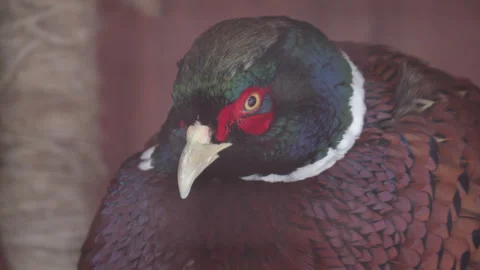 Close-Up of Ring-Necked Pheasant in Natural Setting Stock Footage 300424632