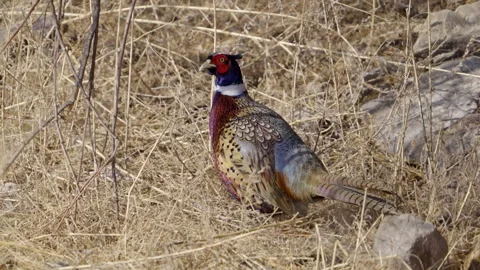 Close up of a Ring-necked pheasant standing in the brush Stock Footage 327629782