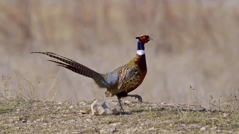 Close up of a Ring-necked pheasant walking in slow motion Stock Footage 327629916