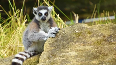 Close up of ring tail Lemur  Stock Footage 254131034