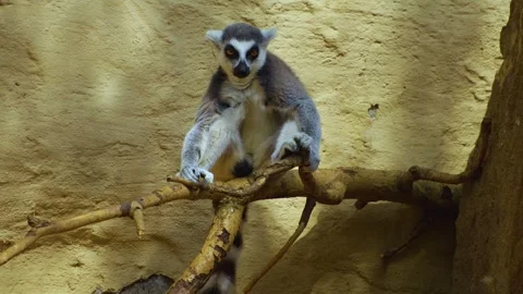 Close up of ring tail Lemur resting Stock Footage 254131045