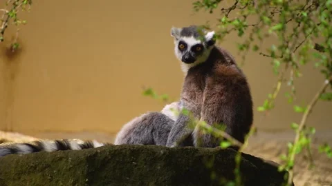 Close up of  ring tailed baby lemur Stock Footage 246428216