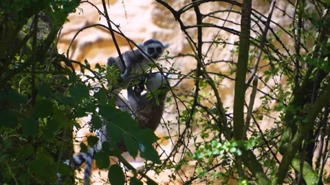 Close up of  ring tailed baby lemur Stock Footage 246428271