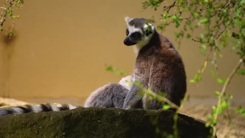 Close up of ring-tailed lemur babies Stock Footage 246598070