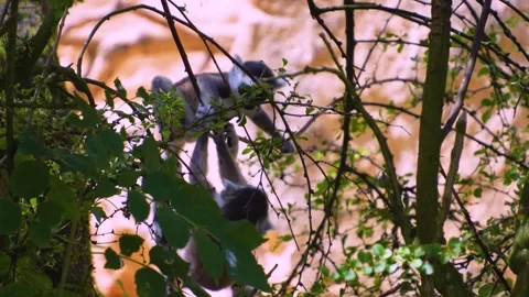 Close up of ring-tailed lemur babies Stock Footage 246598139