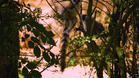 Close up of ring-tailed lemur babies Stock Footage 246598175