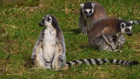 Close up of ring-tailed lemur babies Stock Footage 270883674