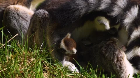 Close up of ring-tailed lemur babies Stock Footage 270906399
