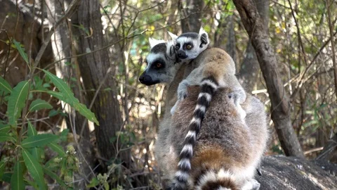 Close up Ring-tailed lemur baby and mother Vidéo 100566557
