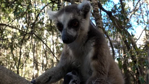 Close up Ring-tailed lemur baby and mother Видео 100566913