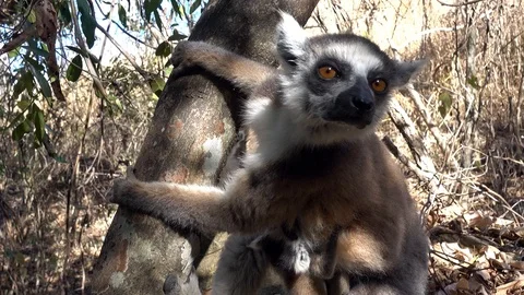 Close up Ring-tailed lemur baby and mother Stock-Footage 100566984