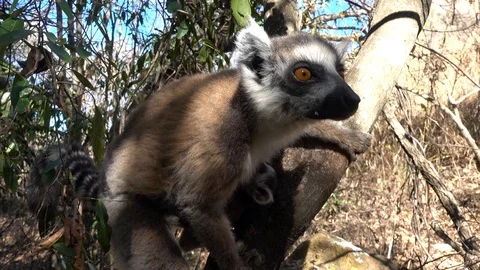 Close up Ring-tailed lemur baby and mother Stock Footage 100567029