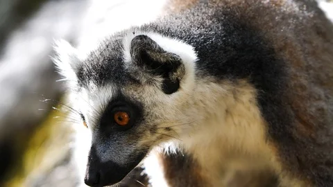 Close Up Of Ring Tailed Lemur Eyes Looking Around, Madagascar Stock Footage 125340720