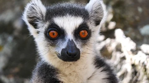 Close Up Of Ring Tailed Lemur Eyes Looking Around, Madagascar Stock Footage 125340811