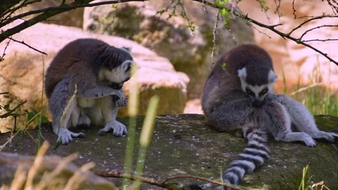Close up Ring-tailed lemur Video stock 246454824