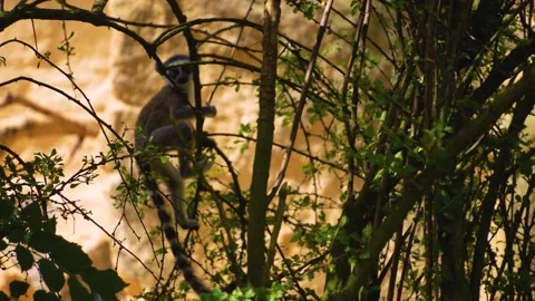 Close up of a ring-tailed lemur Stock Footage 246551826