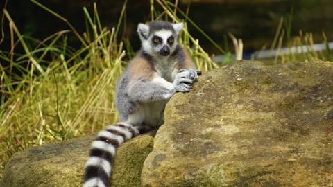 Close up of a ring-tailed lemur Stock Footage 254121451