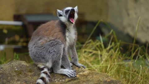 Close up of a ring-tailed lemur Stock Footage 254121544