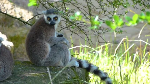 Close up of ring-tailed lemur Stock Footage 255025045