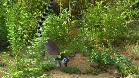 Close up of ring-tailed lemur Stock Footage 255028643