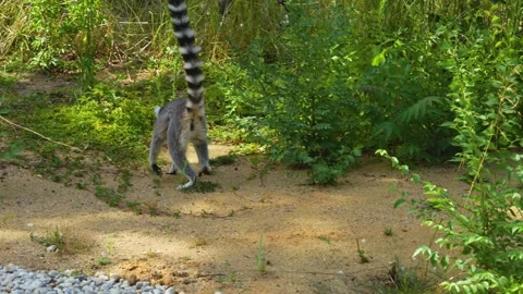 Close up of ring-tailed lemur Stock Footage 255028876