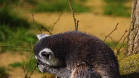 Close up of ring-tailed lemur  Stock Footage 270909171