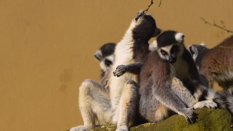 Close up of ring-tailed lemur  Stock Footage 270910109