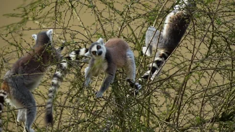 Close up of ring-tailed lemur  Stock Footage 270935667