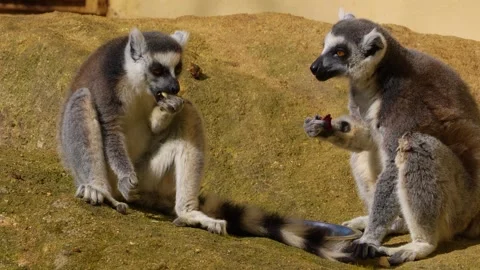 Close up of ring-tailed lemur Stock Footage 271482303