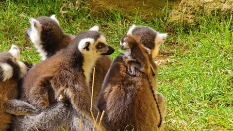 Close up of ring-tailed lemur Stock Footage 271522172