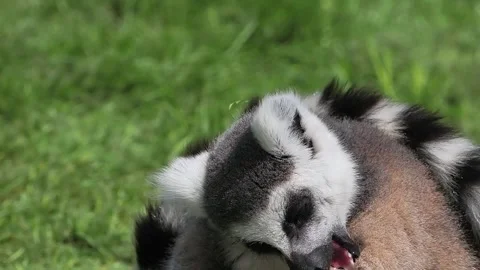 Close-up of a ring-tailed lemur grooming its leg. slow motion 스톡 동영상 331125750