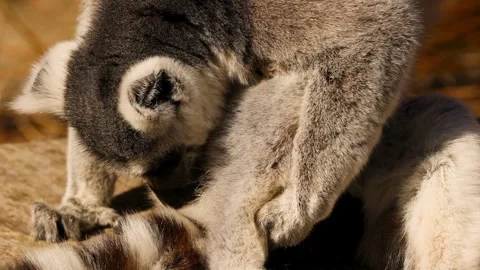 Close up of a ring-tailed lemur grooming another lemur Stock Footage 337759074