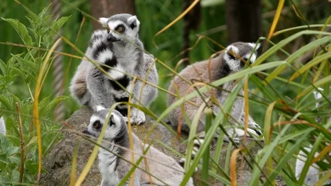 Close up of Ring-Tailed Lemur group sitting together on a rock, socialising Video stock 104040641