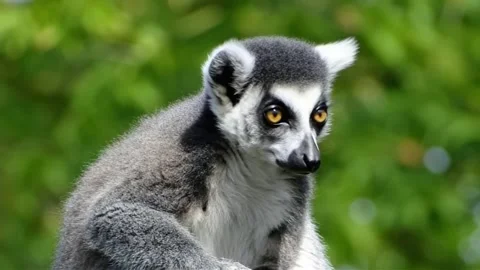 Close Up of Ring Tailed Lemur Looking at Camera Stock Footage 336267774