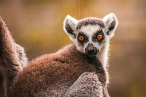 Close up of a ring-tailed lemur, Madagascar Stock-Fotos