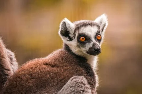 Close up of a ring-tailed lemur, Madagascar Stock Photos