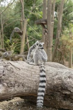 Close-up of ring-tailed lemur observing its surroundings Stock Photos