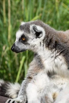 Close-up of ring-tailed lemur Stock Photos