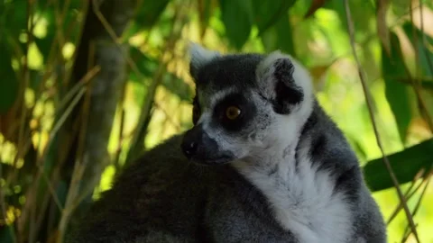 Close-up of Ring-tailed Lemur Resting in Fresh Green Branches Stock Footage 294589048