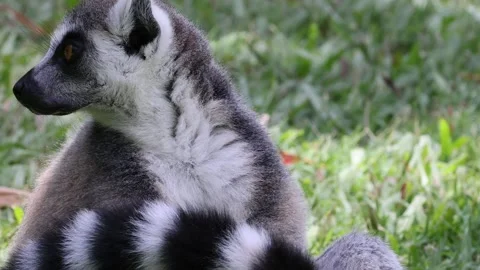 Close Up of Ring-Tailed Lemur Sitting on Green Grass Looking Around Vídeos de archivo 327432306