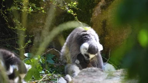 Close up of a ring-tailed lemurs Stock Footage 301889563