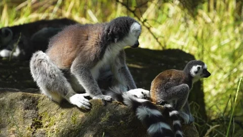 Close up of a ring-tailed lemurs Vídeos de archivo 301890480