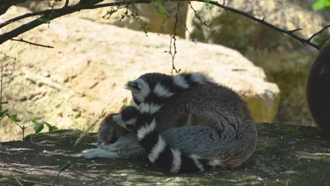 Close up of a ring-tailed lemurs 库存影片 301890758
