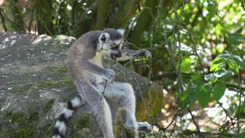 Close up of a ring-tailed lemurs Vídeo Stock 301890772
